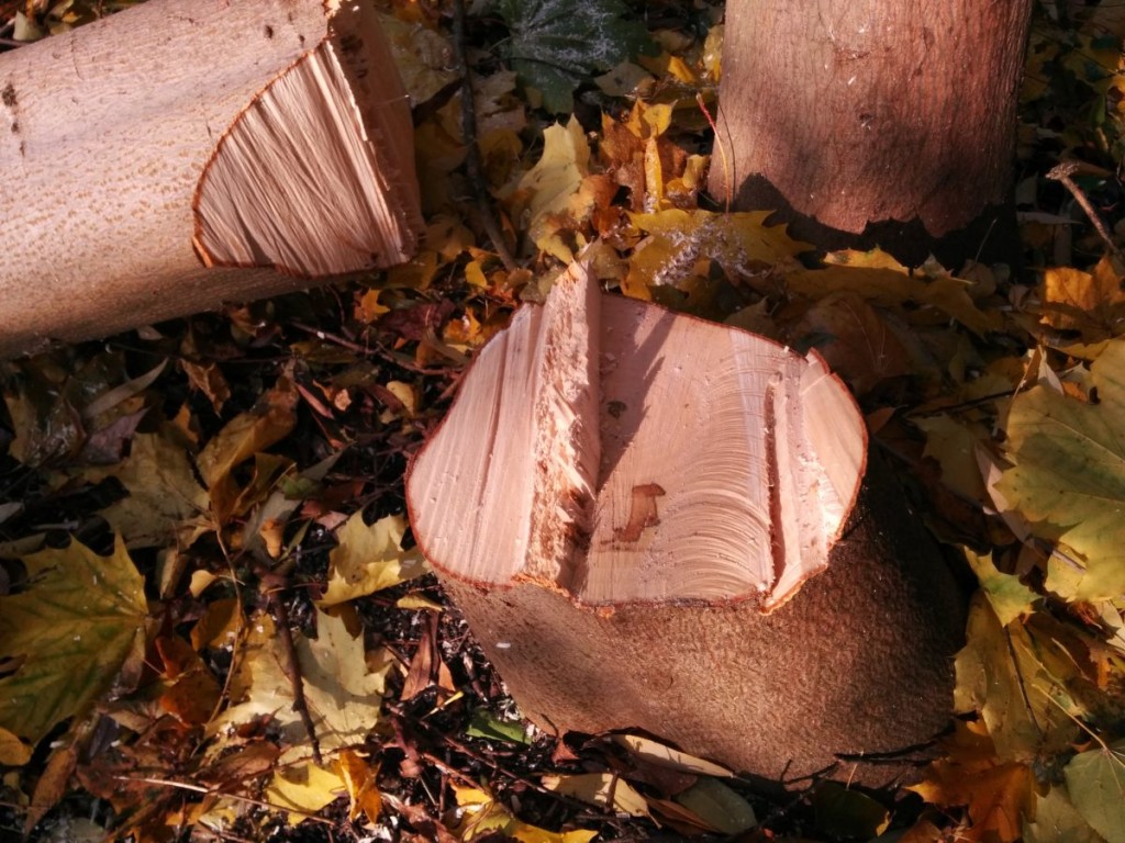 blog_2015-10-28 13.37.26